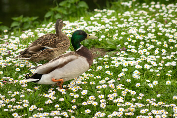 Ducks in a daisy field