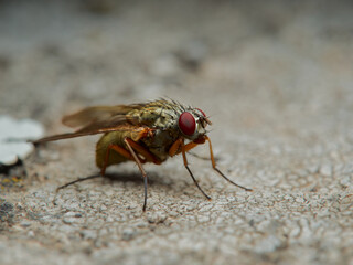 Musca domestica