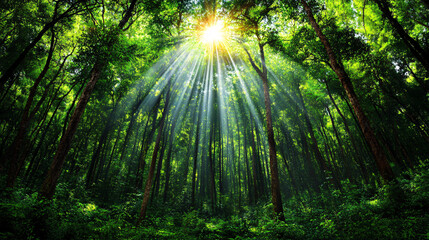 vibrant forest with sunlight streaming through lush green canopy creates serene and peaceful atmosphere. tall trees and rich foliage enhance beauty of nature