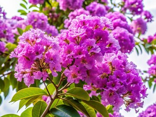 Obraz premium Close-Up Purple Lagerstroemia Speciosa: Blooming Tropical Tree Isolated on White for Design & Architecture