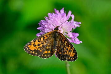 Bräunlicher Scheckenfalter, Königskerzen-Scheckenfalter // lesser spotted fritillary, desert fritillary (Melitaea trivia) - Montenegro