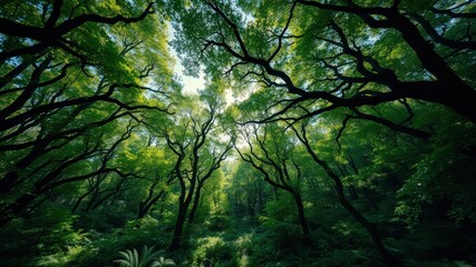 Fototapeta premium A Canopy of Lush Green Leaves, Sunlight Filtering Through the Branches of Ancient Trees in a Deep Forest