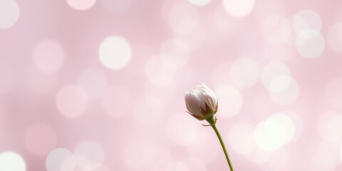 Obraz premium A single, delicate white flower bud against a soft, pink bokeh background, a symbol of springtime elegance and gentle beauty.