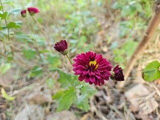 Fototapeta premium red and yellow flower, pink flowers in the garden,Chrysanthemum, Mum, Florists' Chrysanthemum, Dendranthema X grandiflorum, Guldaudi, godawari phool, beautiful flower . 