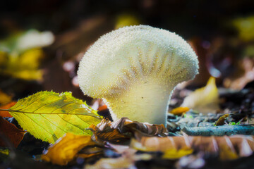 White pearl puffy mushroom, forest nature, Close-up of the common puffball