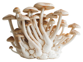 PNG Cluster of fresh edible mushrooms