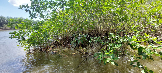 mangrove trees in dominical costa rica
