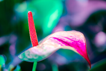 Flower Series : Close up of  Anthurium flower with natural background