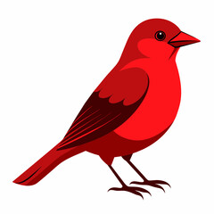 red cardinal bird
