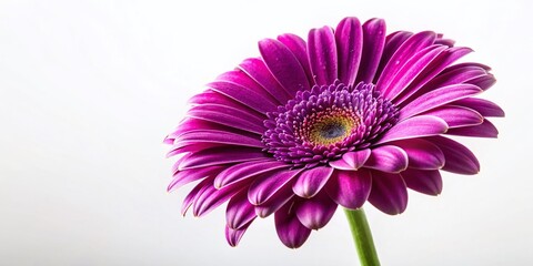 Obraz premium Vibrant Purple Gerbera Daisy Flower Isolated on White Background - Stock Photo