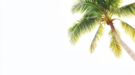 Fototapeta premium Single palm tree against bright white sky.