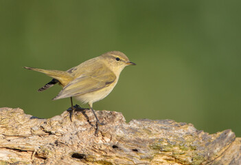 Common chiffchaff -  in autumn at a wet forest 