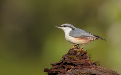 Eurasian nuthatch - in autumn at a wet forest