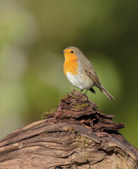 The European robin - at the wet forest in autumn