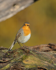 The European robin - at the wet forest in autumn