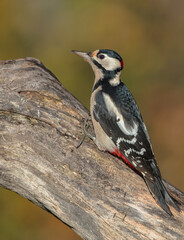 Great Spotted Woodpecker - male - in the wet forest in autumn