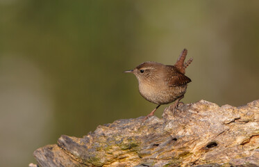 Eurasian Wren - in autumn at a wet forest