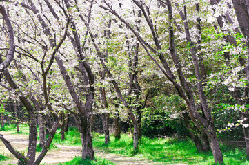 Fototapeta premium 日本の春の風景、桜並木と緑の景色