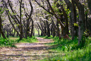 日本の春の風景、桜の花びらが舞う、幸せな場所