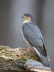 Eurasian Sparrowhawk - adult male at the wet forest in winter