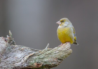 European Greenfinch   in winter at a wetland