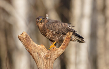 Common Buzzard in winter at a wet forest