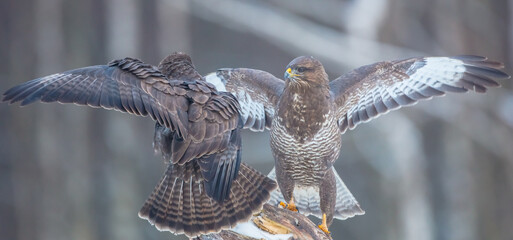 Common Buzzard in winter at a wet forest