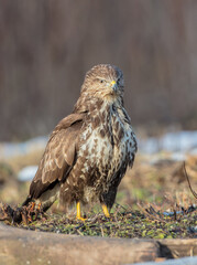 Common Buzzard in winter at a wet forest