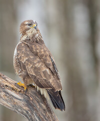 Common Buzzard in winter at a wet forest