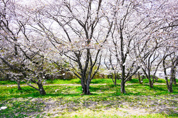 日本の春の風景、桜の花びらが舞う