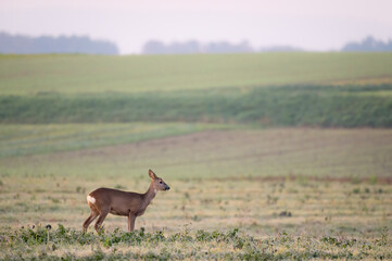 Roe deer eating plant on early morning