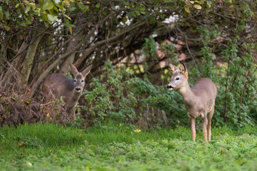two roe deer in front of a bush