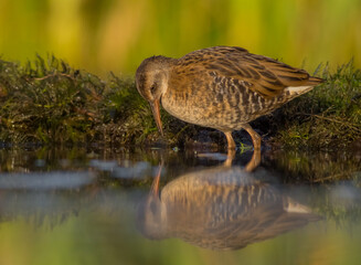 Water Rail - juvenile bird at a wetland in summer