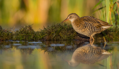Water Rail - juvenile bird at a wetland in summer