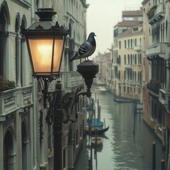 pigeon perched atop a streetlight pole in Venice, overlooking the narrow streets and canals,