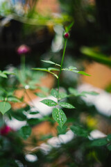  regions with warm, sunny days and cool nights, such as the Rose Valley in Bulgaria and the Isphahan region in Iran.   
The harvest of Damask Roses is a time-honored tradition, typically taking place 