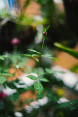  regions with warm, sunny days and cool nights, such as the Rose Valley in Bulgaria and the Isphahan region in Iran.   
The harvest of Damask Roses is a time-honored tradition, typically taking place 