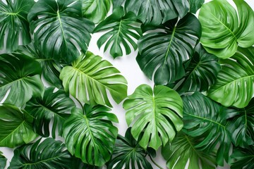 Lush green monstera leaves arranged on white background.