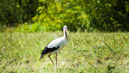 white stork on a green meadow in summer