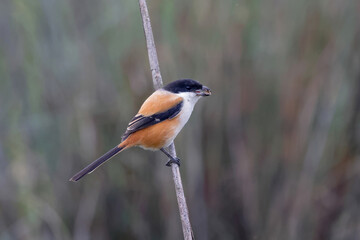 Long-tailed shrike with a food in the beak.long-tailed shrike or rufous-backed shrike is a member of the bird family Laniidae, the shrikes. 