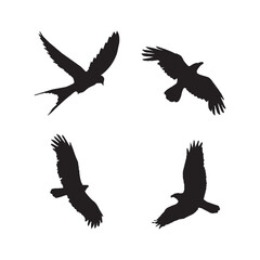 Obraz premium eagle in flight