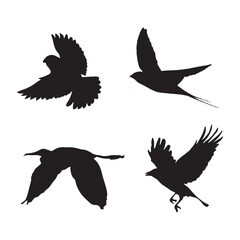 Obraz premium set of birds