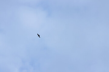 Silhouette of a seagull in free soaring against the sky