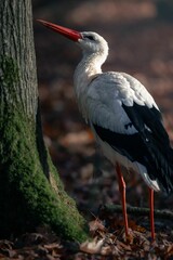 Fototapeta premium White stork by a mossy tree in autumn forest.
