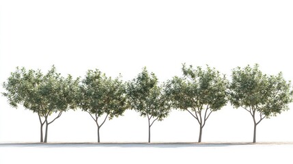 Fototapeta premium Row of five green trees, isolated on white background.