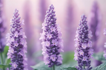 Naklejka premium Lavender Flowers Illustration