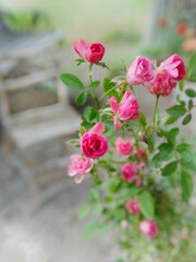 pink roses in garden