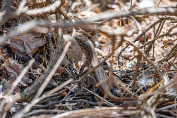 A lizard is sitting on the ground in a field of dried up grass