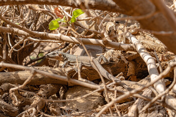 A lizard is sitting on a rock in a dry, wooded area