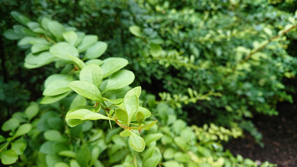 Close-up of green bush leaves